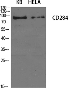 CD284 Polyclonal Antibody