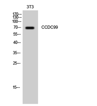 CCDC99 Polyclonal Antibody