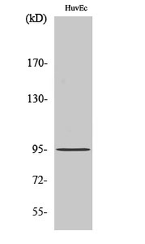 CCDC45 Polyclonal Antibody