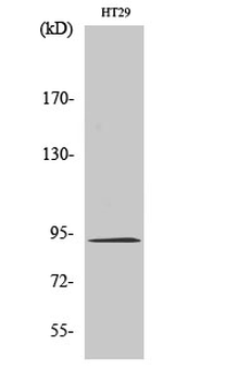Catenin-β Polyclonal Antibody