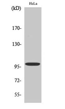 Catenin-α E/N Polyclonal Antibody