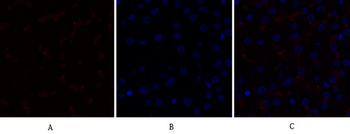 Caspase-9 Polyclonal Antibody
