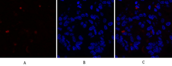 Caspase-9 Polyclonal Antibody