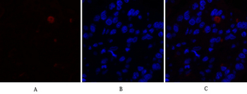 Caspase-9 Polyclonal Antibody