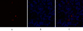 Caspase-9 Polyclonal Antibody