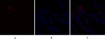 Caspase-9 Polyclonal Antibody