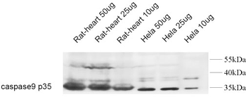 Caspase-9 Polyclonal Antibody