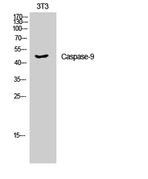 Caspase-9 Polyclonal Antibody