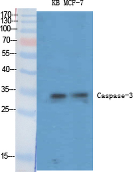 Caspase-3 Polyclonal Antibody