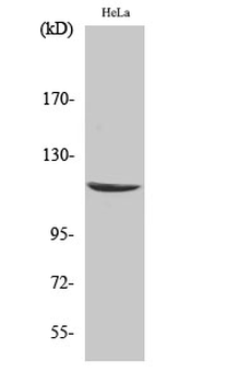 CARD 6 Polyclonal Antibody