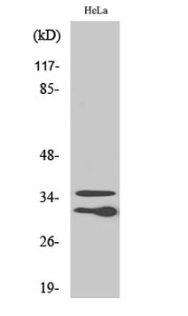 C1qL2 Polyclonal Antibody