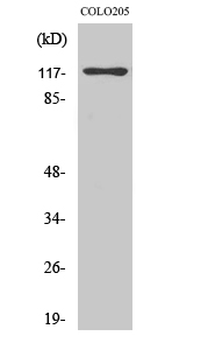 C/EBP ζ Polyclonal Antibody