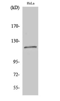 BubR1 Polyclonal Antibody