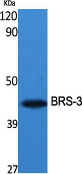 BRS-3 Polyclonal Antibody
