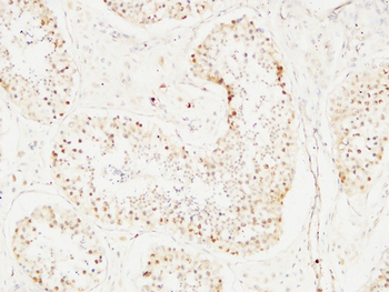 BM28 Polyclonal Antibody