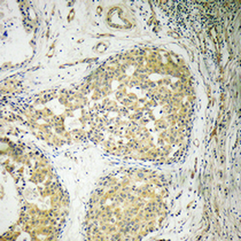 Bcl-x Polyclonal Antibody