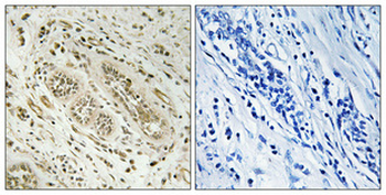 BCAR3 Polyclonal Antibody
