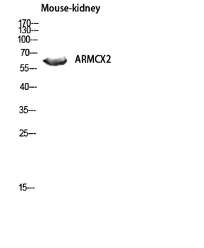 ARMCX2 Polyclonal Antibody
