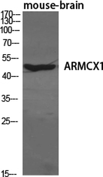 ARMCX1 Polyclonal Antibody