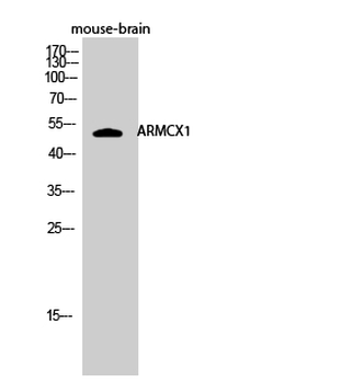 ARMCX1 Polyclonal Antibody