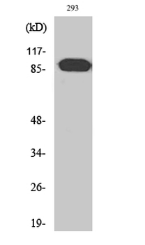 ARHGEF19 Polyclonal Antibody