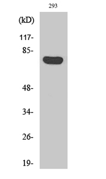ARHGAP18 Polyclonal Antibody