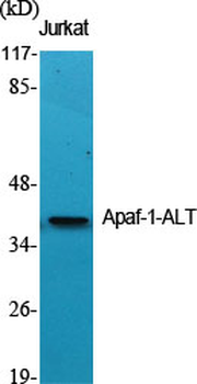 Apaf-1-ALT Polyclonal Antibody