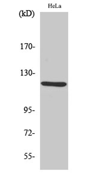 AOX1 Polyclonal Antibody