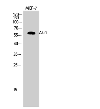 Akt1 Polyclonal Antibody