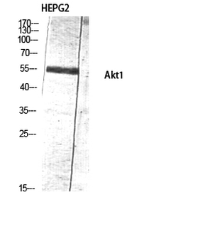 Akt1 Polyclonal Antibody