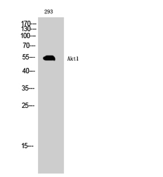 Akt1 Polyclonal Antibody