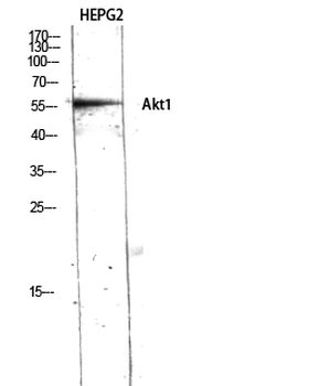 Akt1 Polyclonal Antibody