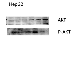 Akt Polyclonal Antibody