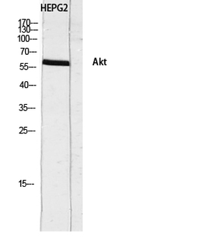 Akt Polyclonal Antibody