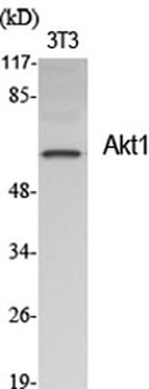 Akt1 Polyclonal Antibody