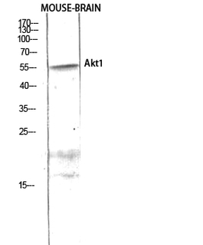Akt1 Polyclonal Antibody