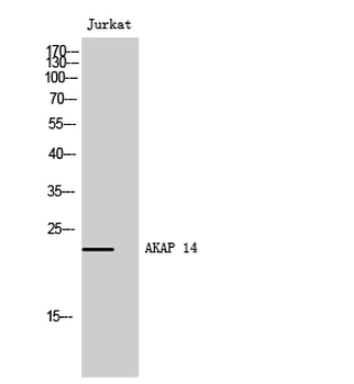 AKAP 14 Polyclonal Antibody
