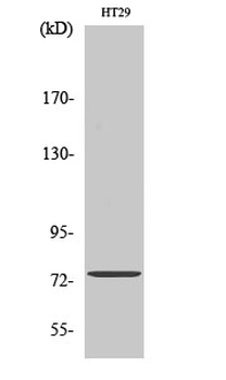 ACSS1 Polyclonal Antibody