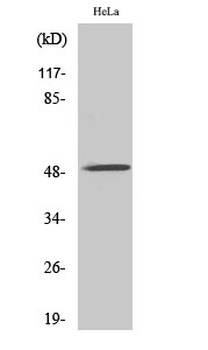 AChRα10 Polyclonal Antibody