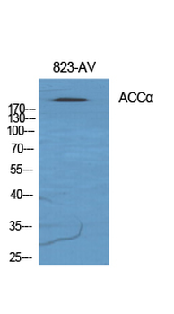 ACCα Polyclonal Antibody