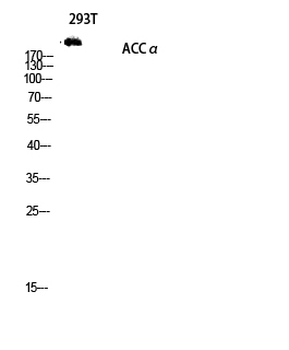 ACCα Polyclonal Antibody
