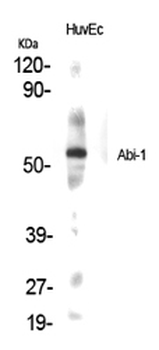 Abi-1 Polyclonal Antibody