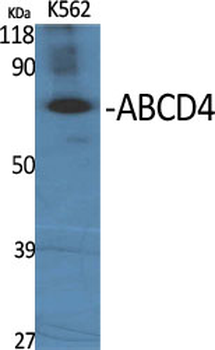 ABCD4 Polyclonal Antibody