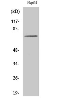 ABCD4 Polyclonal Antibody
