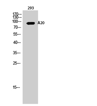 A20 Polyclonal Antibody