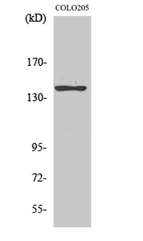 A Cyclase V/VI Polyclonal Antibody