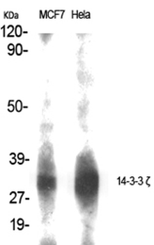 14-3-3 ζ Polyclonal Antibody