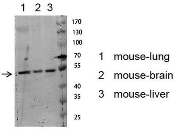 Akt (Phospho-Ser129) Antibody