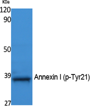 Annexin I (phospho Tyr21) Polyclonal Antibody