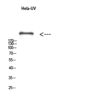 mTOR (phospho Ser2481) Polyclonal Antibody
